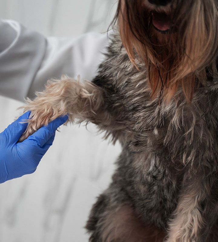 close up at doctor holding dog's paw