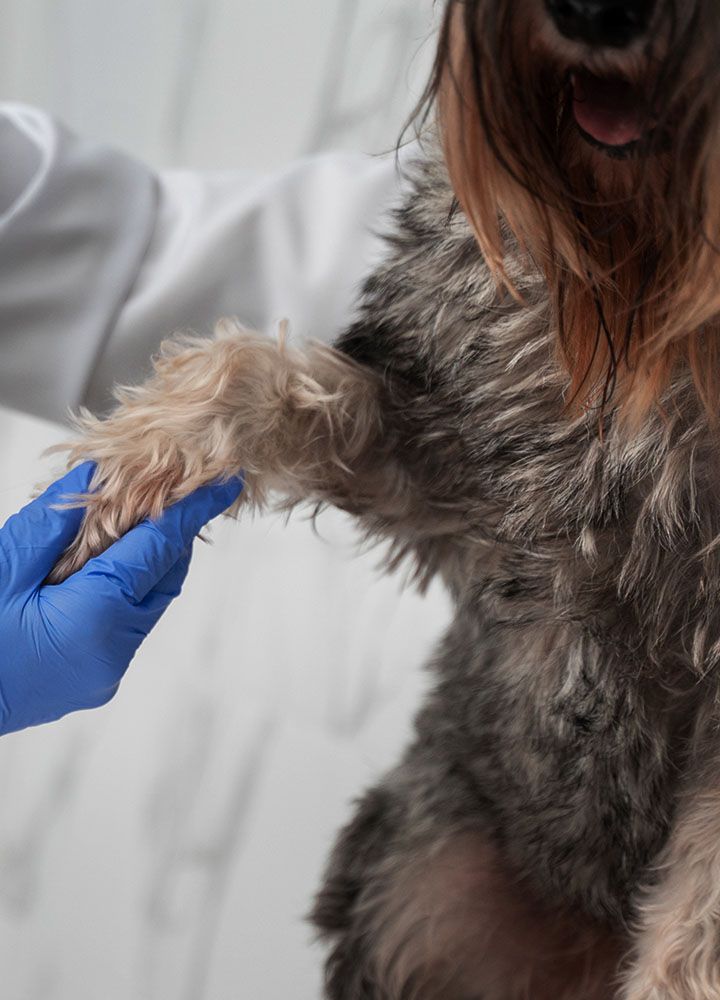 close up at doctor holding dog's paw