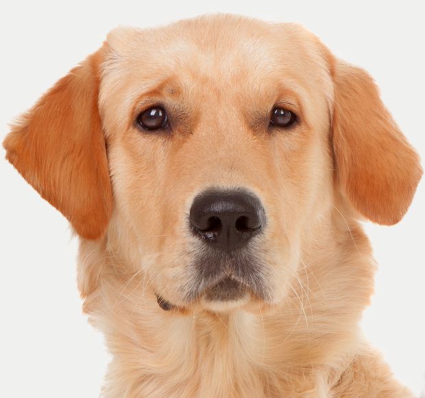 labrador dog close up