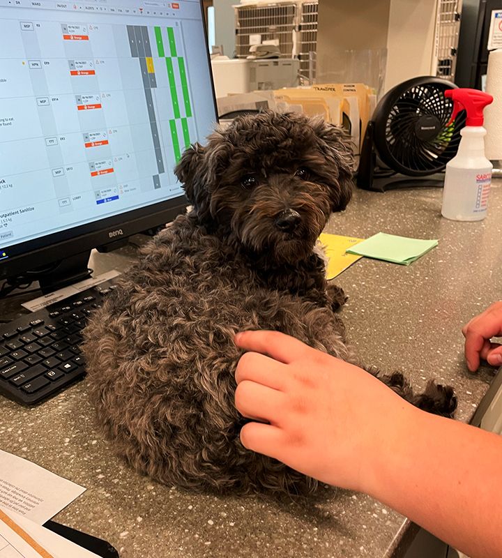 cute puppy helping employees at pinehurst veterinary hospital