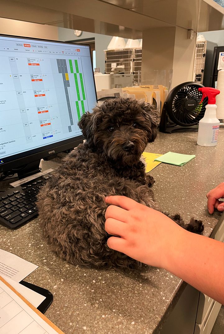 cute puppy helping employees at pinehurst veterinary hospital