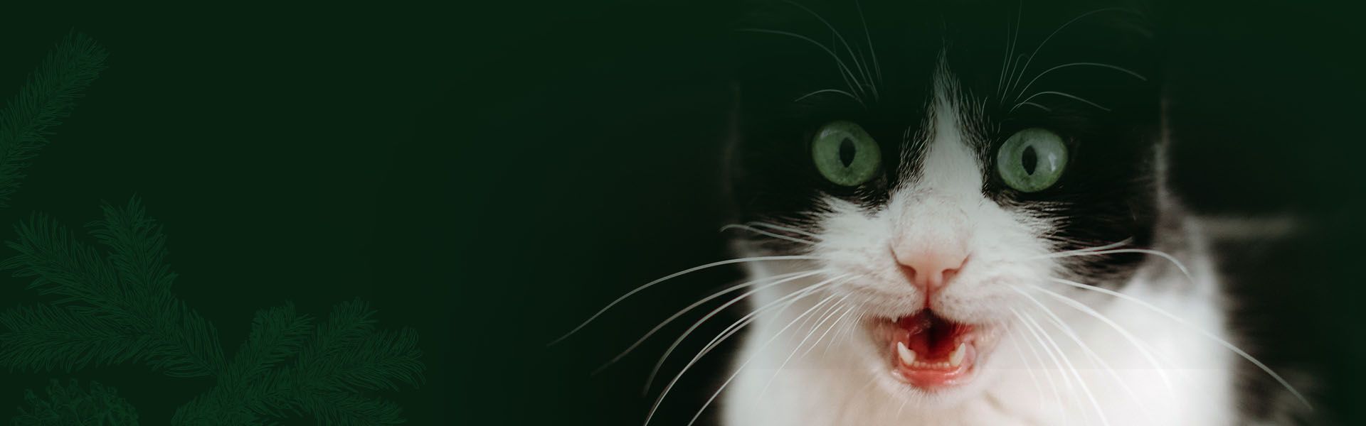 funny black and white cat with green eyes open mouth