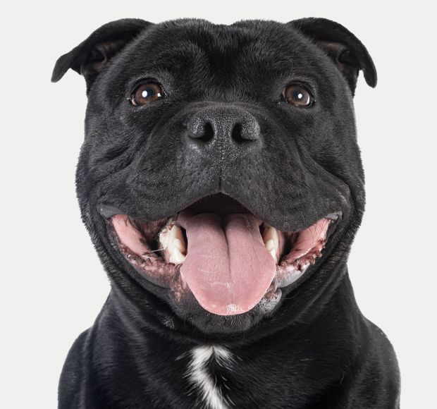 smiling staffordshire bull terrier dog