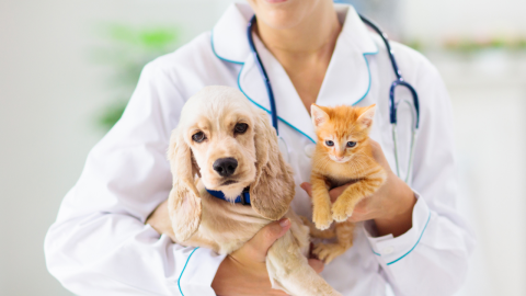 Puppy and Kitten Care Guide