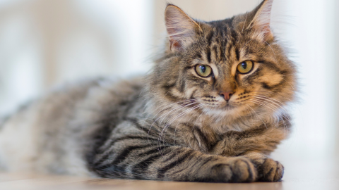 How to Update Your Pet’s Microchip Information
