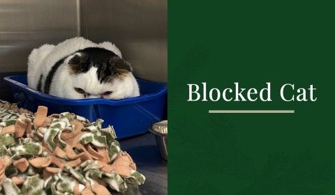 Blocked Cat