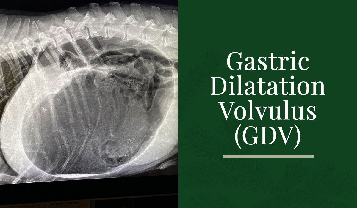 20220620-180329gastric-dilatation-volvulus-radiography