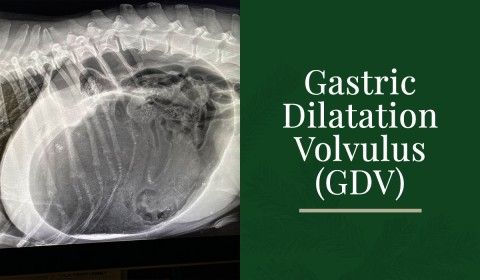 Gastric Dilatation Volvulus (GDV)