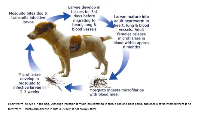 Heartworm Disease: Is it really a thing in Washington? - Blog