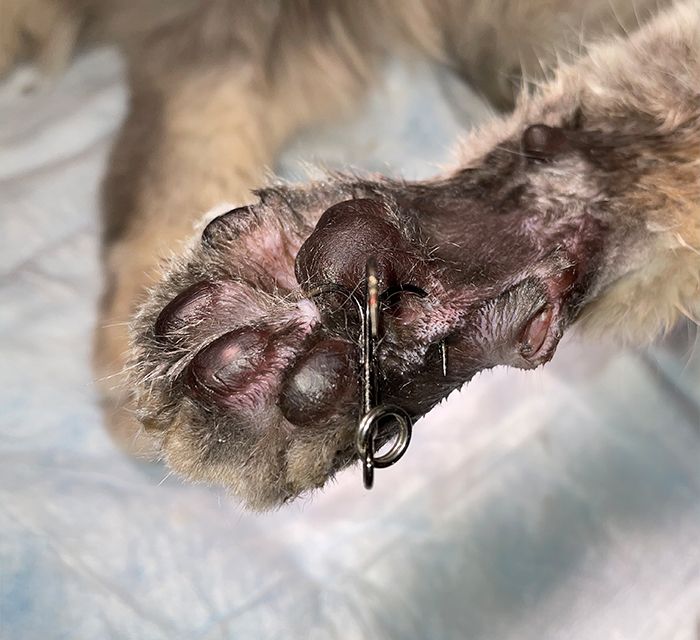cat with a fish hook stuck on his paw