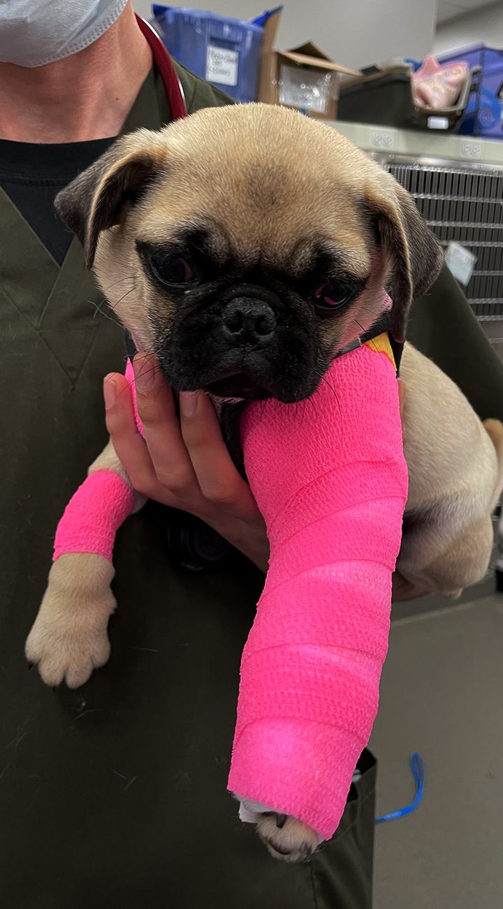pug dog with a bandage on his paw