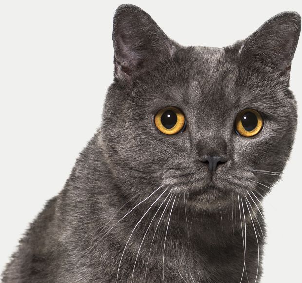 gray british shorthair cat