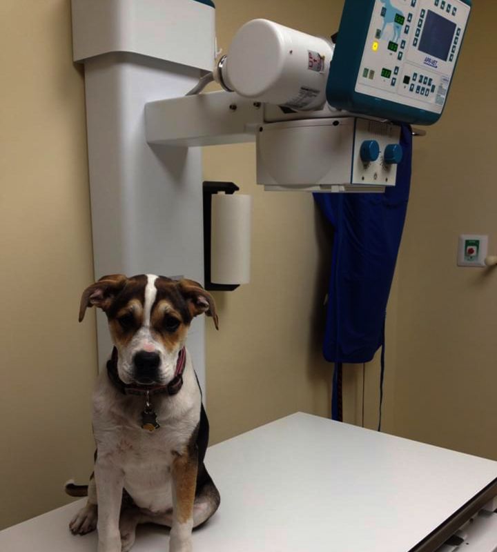 dog in x-ray room at pinehurst veterinary hospital and surgical center
