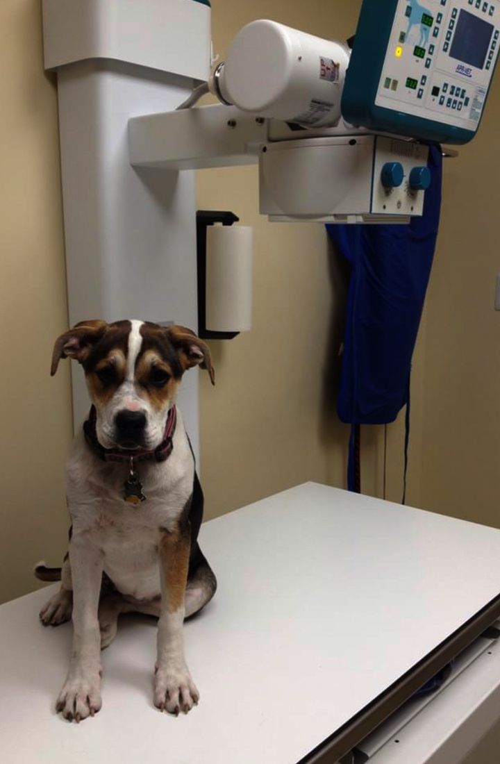 dog in x-ray room at pinehurst veterinary hospital and surgical center