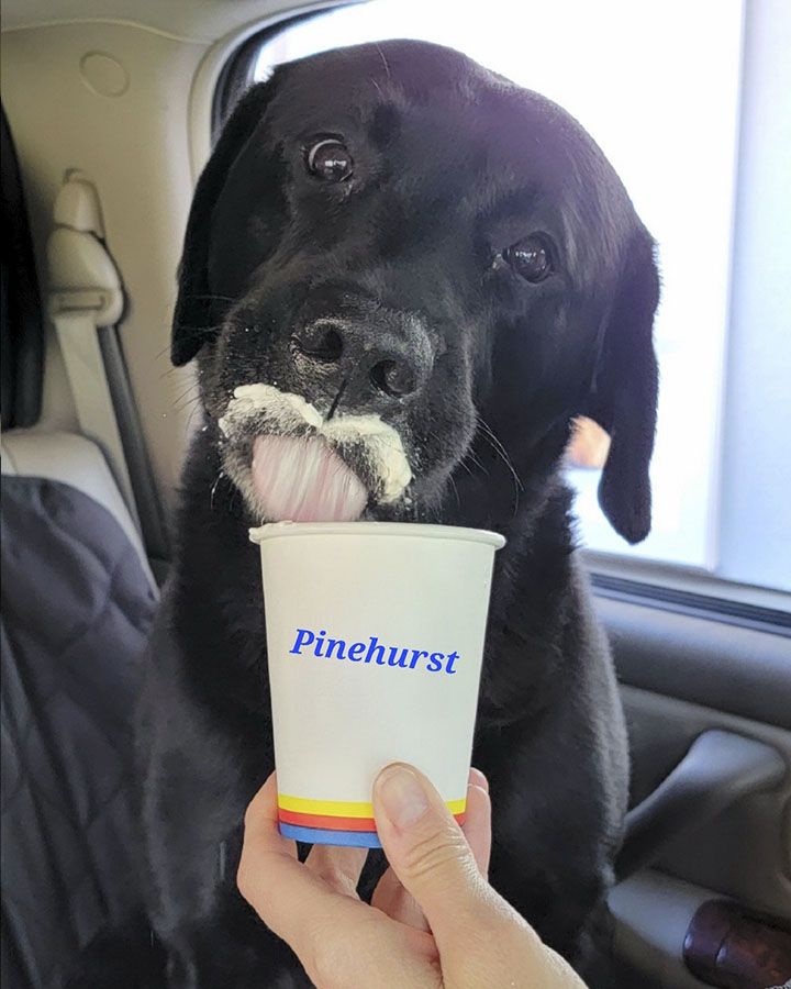 funny black labrador dog eating ice cream