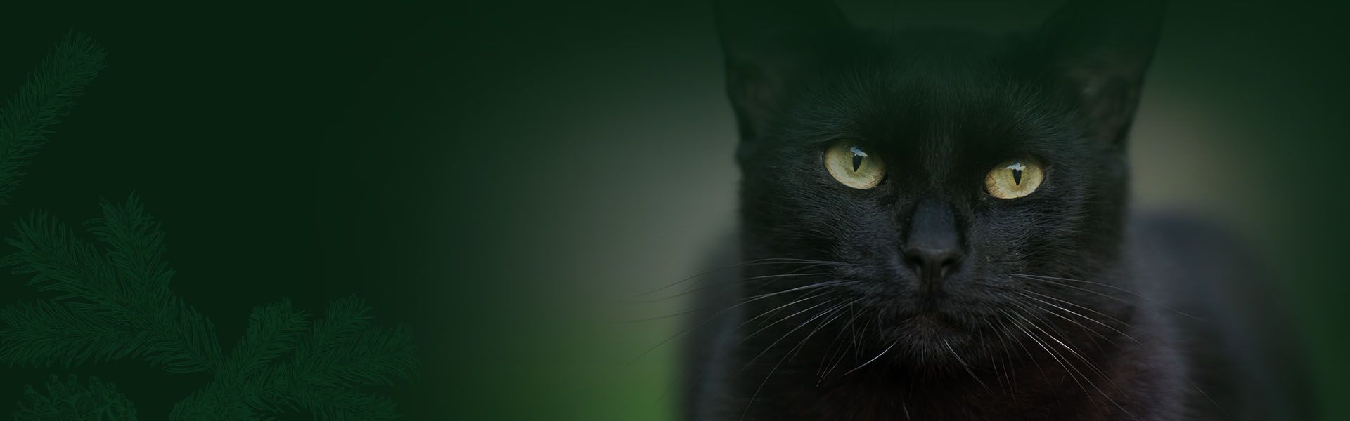 serious black cat looking at camera