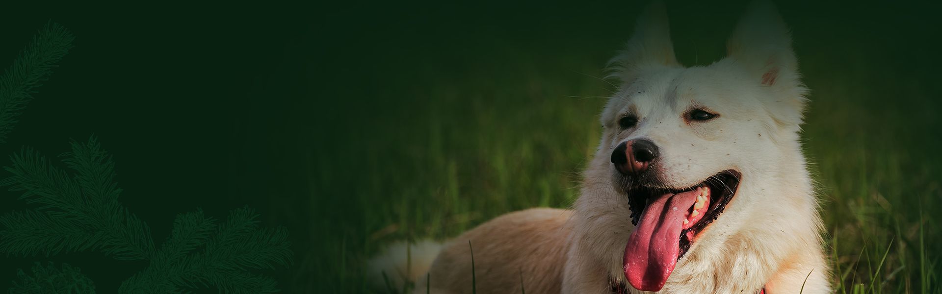 happy furry dog lying on green grass
