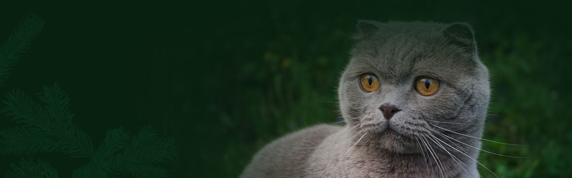 Scottish gray cat looking at something