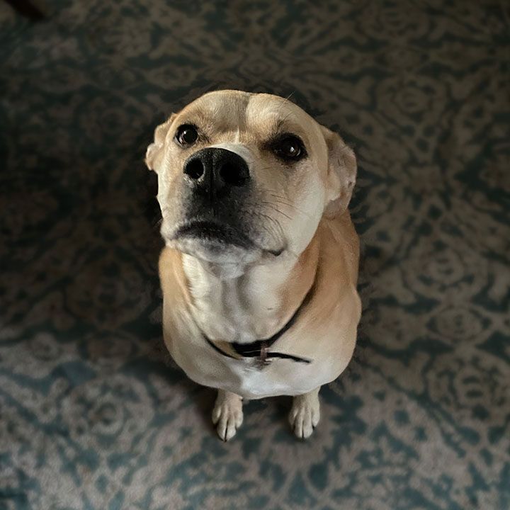High angle portrait of a black mouth cur dog at home