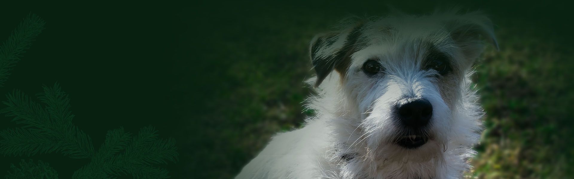 jack russel terrier at green grass